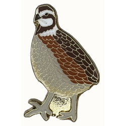 Quail, Northern Bobwhite