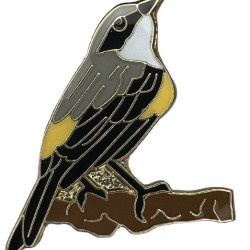 Warbler, Yellow-rumped "Myrtle"