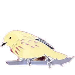 Warbler, Yellow
