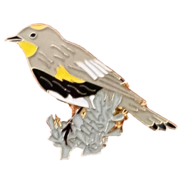 Warbler, Yellow-rumped "Audubon's"