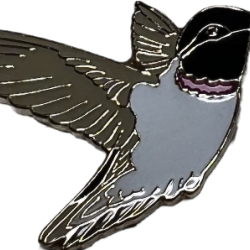 Hummingbird, Black-chinned