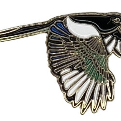 Magpie, Black-billed pin