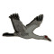 Crane, Sandhill pin
