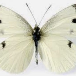 Butterfly, Cabbage White Pin
