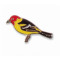 Tanager, Western