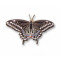 Butterfly, Western Black Swallowtail pin