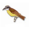 Kiskadee, Great pin