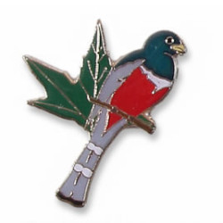 Trogon, Elegant (at Arizona Sycamore)