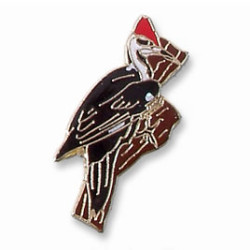 Woodpecker, Pileated