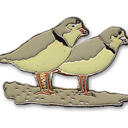 Plover, Piping (2 on a beach)