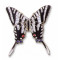 Butterfly, Zebra Swallowtail, enameled pin